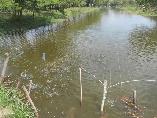 Inicia repoblamiento del Guájaro con alevinos de Bocachico. Primera fase,  en Aguada de Pablo.