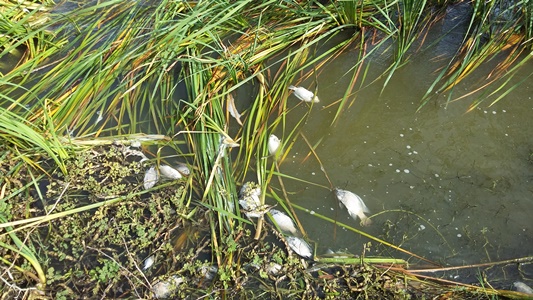 PECES MUERTOS EN LAGO EL CISNE, ES CONSECUENCIA DE PESCA ARTESANAL: C.R.A