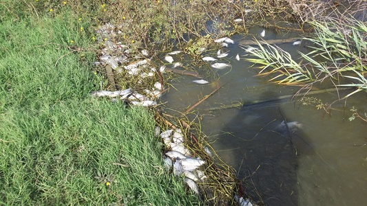 PECES MUERTOS EN LAGO EL CISNE, ES CONSECUENCIA DE PESCA ARTESANAL: C.R.A
