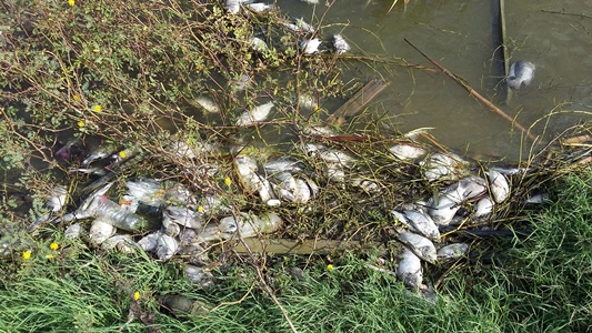 PECES MUERTOS EN LAGO EL CISNE, ES CONSECUENCIA DE PESCA ARTESANAL: C.R.A