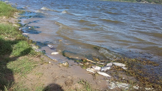 PECES MUERTOS EN LAGO EL CISNE, ES CONSECUENCIA DE PESCA ARTESANAL: C.R.A