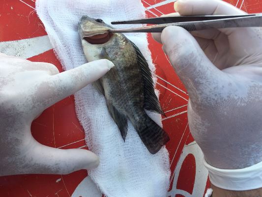AEROMONAS, CAUSA DE MUERTE EN PECES DEL LAGO EL CISNE: C.R.A