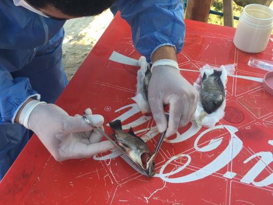 AEROMONAS, CAUSA DE  MUERTE EN PECES DEL LAGO EL CISNE: C.R.A