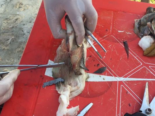 AEROMONAS, CAUSA DE  MUERTE EN PECES DEL LAGO EL CISNE: C.R.A