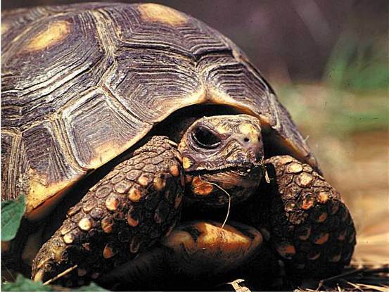 CRA INCREMENTA OPERATIVOS PARA EVITAR TRÁFICO ILEGAL DE FAUNA SILVESTRE