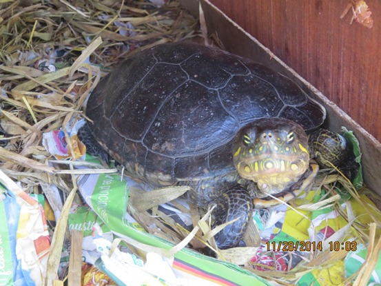 CRA INCREMENTA OPERATIVOS PARA EVITAR TRÁFICO ILEGAL DE FAUNA SILVESTRE CRA INCREMENTA OPERATIVOS PARA EVITAR TRÁFICO ILEGAL DE FAUNA SILVESTRE