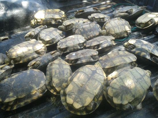 CRA INCREMENTA OPERATIVOS PARA EVITAR TRÁFICO ILEGAL DE FAUNA SILVESTRE CRA INCREMENTA OPERATIVOS PARA EVITAR TRÁFICO ILEGAL DE FAUNA SILVESTRE