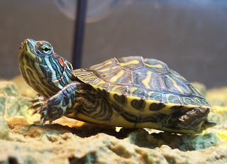 CRA INCREMENTA OPERATIVOS PARA EVITAR TRÁFICO ILEGAL DE FAUNA SILVESTRE CRA INCREMENTA OPERATIVOS PARA EVITAR TRÁFICO ILEGAL DE FAUNA SILVESTRE