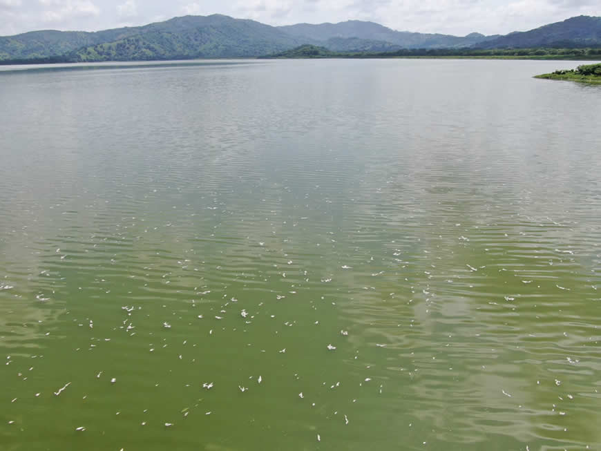 Material particulado resuspendido en fondo de la ciénaga de Luruaco, posible causa de mortandad de peces: C.R.A. - Corporación Autónoma Regional del Atlántico | C.R.A - Una vez cumplida la visita técnica de inspección realizada el día de ayer 20 de octubre a la ciénaga de Luruaco, para verificar las denuncias ciudadanas por mortandad de peces, el equipo técnico de la Corporación Autónoma Regional del Atlántico C.R.A, logró verificar las condiciones del área de la ciénaga afectada por la mortandad de peces del orden Siluroforme (bagre o pez chivo), confirmando que se encontraron individuos juveniles de talla no superior a los 25 cm, que se ubicaban en la zona adyacente a la localidad La Puntica, hasta donde eran arrastrados por la acción de los vientos.