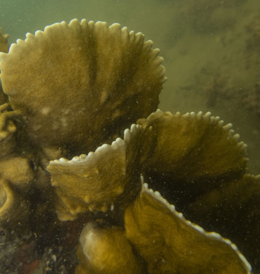 C.R.A. y Conservación Internacional confirman presencia de ecosistemas de corales en el Atlántico - Corporación Autónoma Regional del Atlántico | C.R.A - En el marco de una campaña de exploración y reconocimiento en la zona marina del departamento del Atlántico, la Corporación Autónoma Regional del Atlántico - C.R.A. y Conservación Internacional, confirmaron la presencia de corales en el territorio.