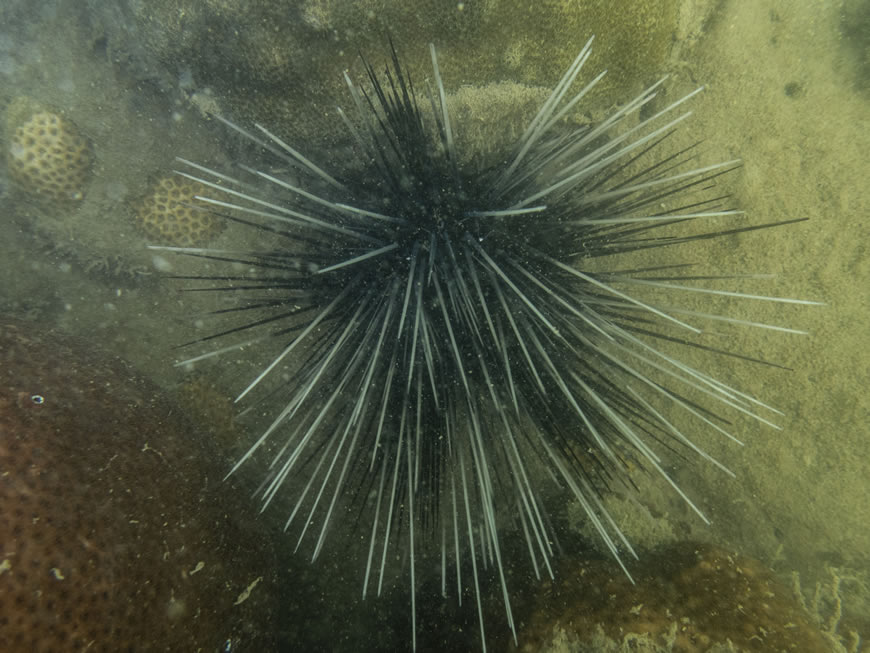 C.R.A. y Conservación Internacional confirman presencia de ecosistemas de corales en el Atlántico - Corporación Autónoma Regional del Atlántico | C.R.A - En el marco de una campaña de exploración y reconocimiento en la zona marina del departamento del Atlántico, la Corporación Autónoma Regional del Atlántico - C.R.A. y Conservación Internacional, confirmaron la presencia de corales en el territorio.