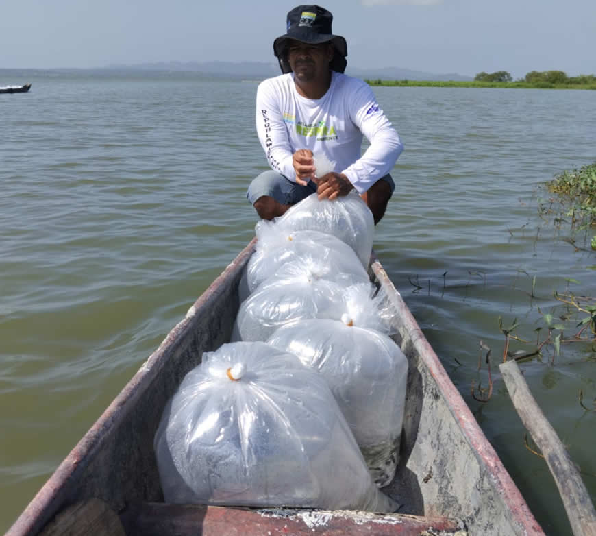 Con 100 mil alevinos de Bocachico, C.R.A realizó repoblamiento en el embalse El Guájaro - Corporación Autónoma Regional del Atlántico | C.R.A - ..