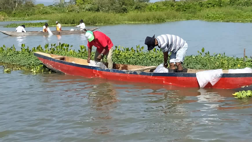 Con 100 mil alevinos de Bocachico, C.R.A realizó repoblamiento en el embalse El Guájaro - Corporación Autónoma Regional del Atlántico | C.R.A - ..
