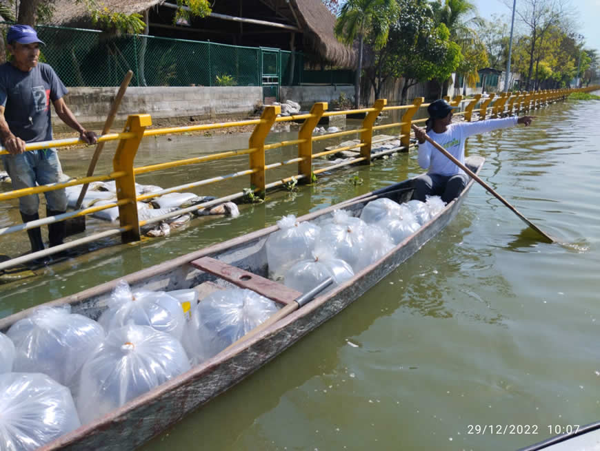 Con 100 mil alevinos de Bocachico, C.R.A realizó repoblamiento en el embalse El Guájaro - Corporación Autónoma Regional del Atlántico | C.R.A - ..