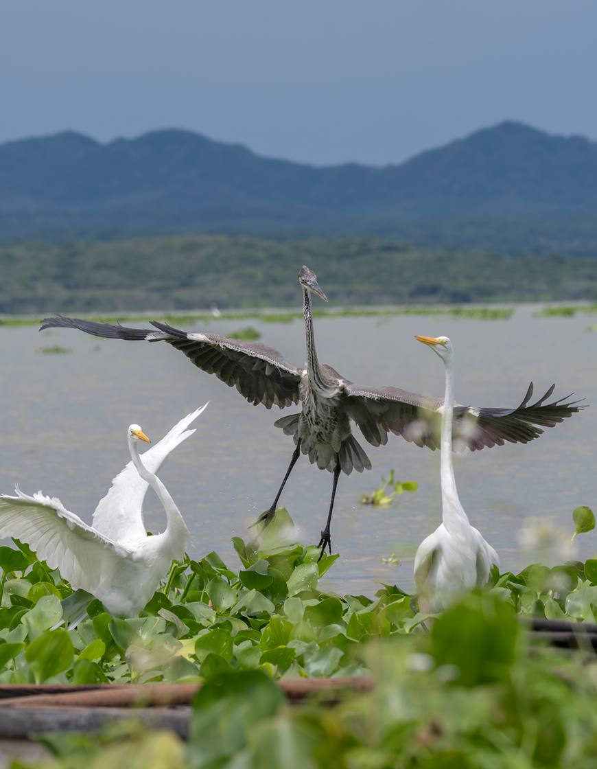 C.R.A. premia el talento atlanticense en concurso de video y fotografía 5 C.R.A. premia el talento atlanticense en concurso de video y fotografía - Corporación Autónoma Regional del Atlántico | C.R.A - La Corporación Autónoma Regional del Atlántico C.R.A., realizó este jueves, la premiación del concurso de video y fotografía "Atlántico Respira Ambiente 2023". Una estrategia para promover, entre los atlanticenses, la conciencia ambiental y la conexión entre los ecosistemas del departamento, así como resaltar la importancia de la Gestión Integral de Residuos Sólidos (GIRS) y las acciones de adaptación y mitigación al cambio climático.