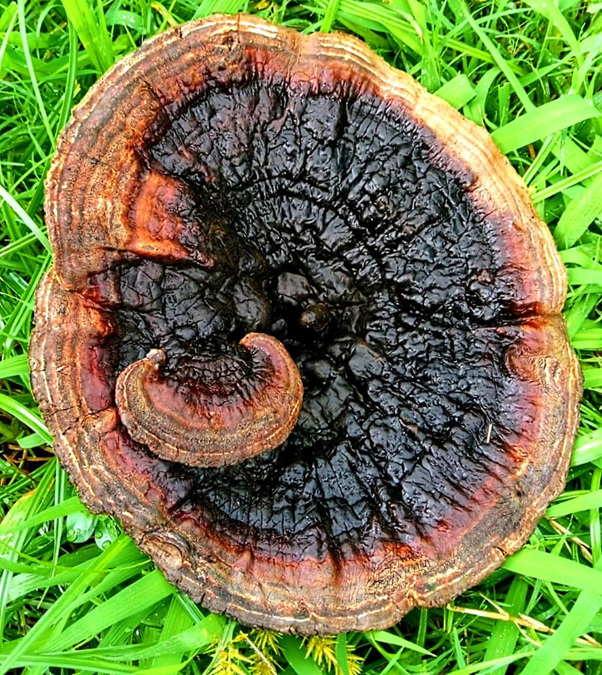 C.R.A. premia el talento atlanticense en concurso de video y fotografía 6 C.R.A. premia el talento atlanticense en concurso de video y fotografía - Corporación Autónoma Regional del Atlántico | C.R.A - La Corporación Autónoma Regional del Atlántico C.R.A., realizó este jueves, la premiación del concurso de video y fotografía "Atlántico Respira Ambiente 2023". Una estrategia para promover, entre los atlanticenses, la conciencia ambiental y la conexión entre los ecosistemas del departamento, así como resaltar la importancia de la Gestión Integral de Residuos Sólidos (GIRS) y las acciones de adaptación y mitigación al cambio climático.