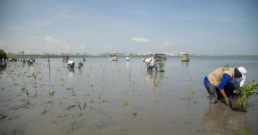 Con siembra de 10.000 plántulas de mangle, C.R.A. y Grupo Argos, continúan aportando a la restauración de la ciénaga de Mallorquín - Corporación Autónoma Regional del Atlántico | C.R.A - Con el propósito de fortalecer los ecosistemas de especial importancia ecológica como son los manglares, aportar con la captura de dióxido de carbono y la calidad de vida de los habitantes de la zona, realizamos la siembra de 10.000 plántulas de mangle en la ciénaga de Mallorquín.