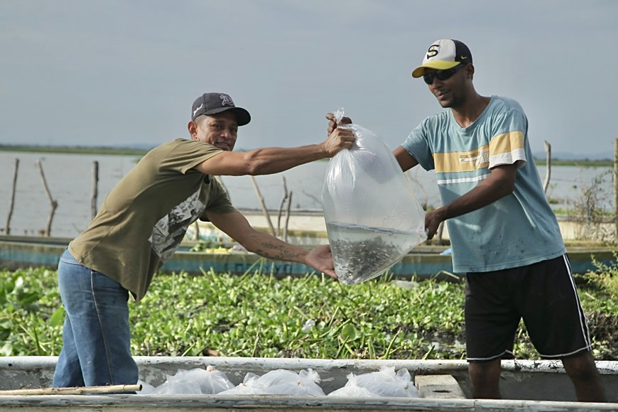 Plan + Pescao 2025 repoblará el Atlántico con 1,5 millones de bocachicos en el embalse El Guájaro - Corporación Autónoma Regional del Atlántico | C.R.A - La Corporación Autónoma Regional del Atlántico -C.R.A., en articulación con la Gobernación del Atlántico, la Autoridad Nacional de Acuicultura y Pesca (AUNAP), el Ejército Nacional y la Federación de Pescadores del Canal del Dique, inició la primera fase del Plan +Pescao 2025 mediante esta estrategia integral de repoblamiento y recuperación ecosistémica que beneficiará a más de 3.000 pescadores y sus familias en el Departamento.